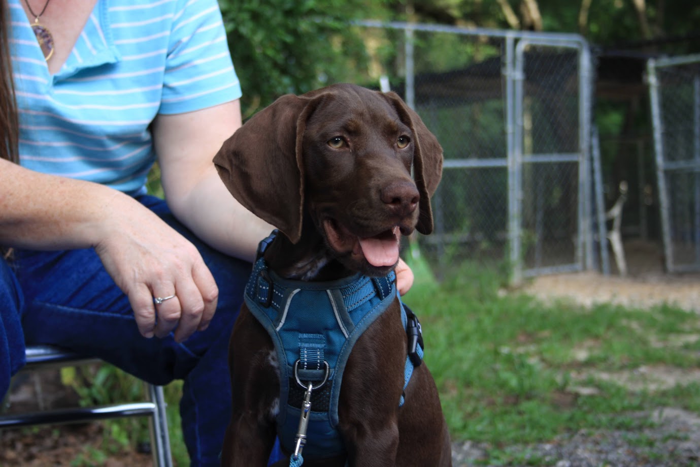 A dog working through behavior training