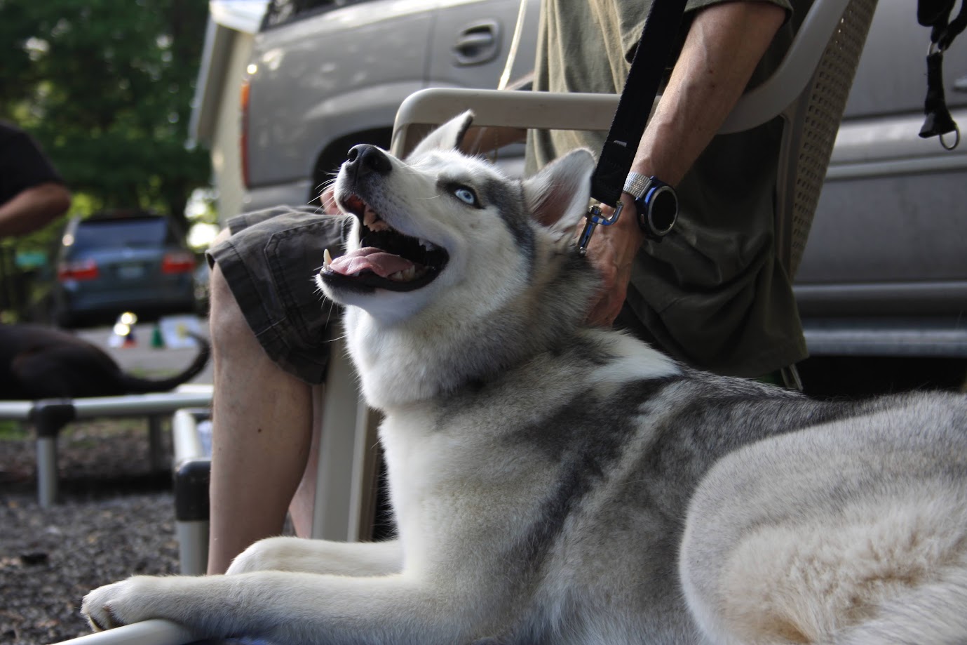 Dogs relaxing during behavior support work