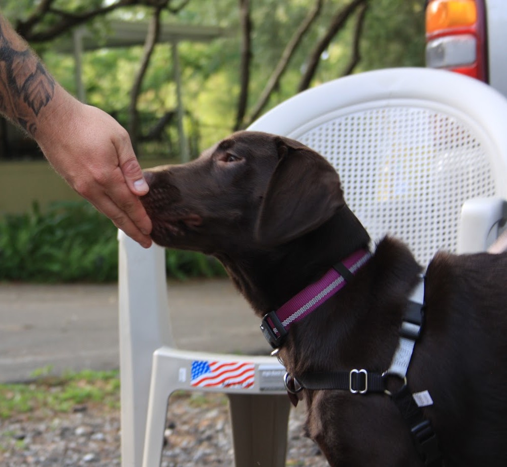 A puppy training with Common Language Dog Training