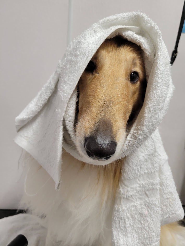 A dog wrapped in a towel after grooming