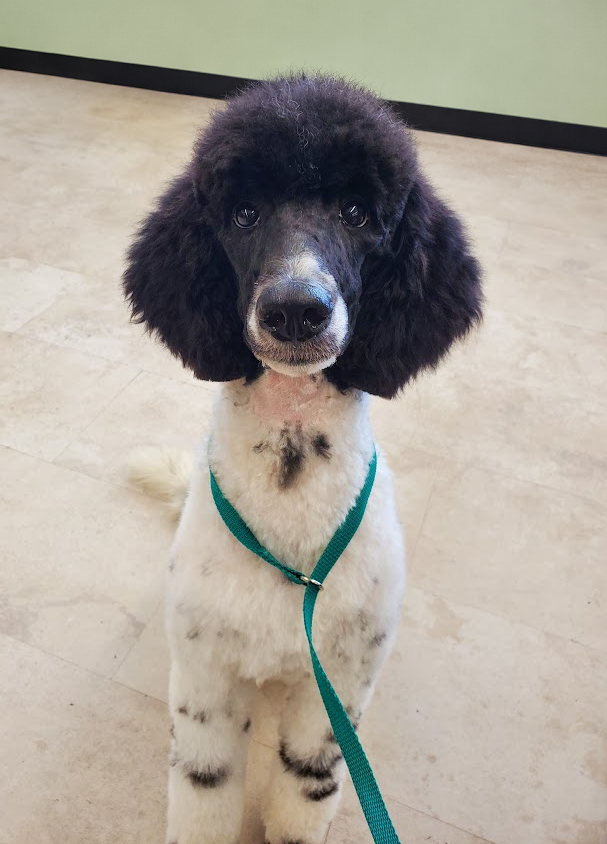 A freshly groomed poodle sitting calmly