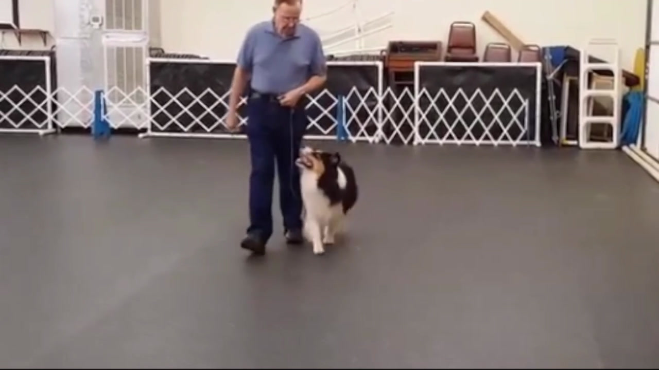 A service dog in training