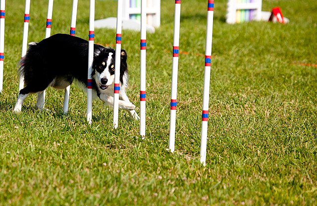 A dog training for sports