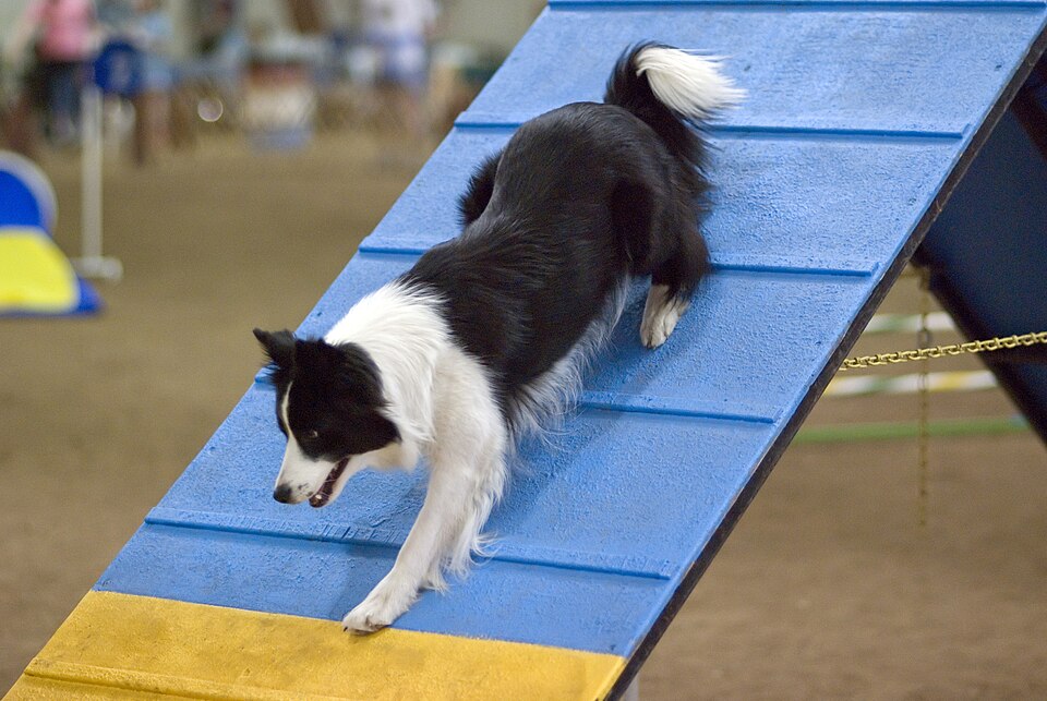 Common Language dog sports field