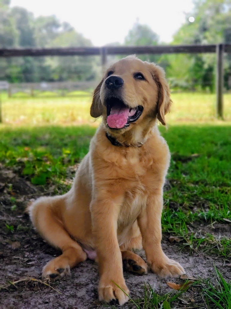 Cobalt, a puppy from Common Language Dog Training