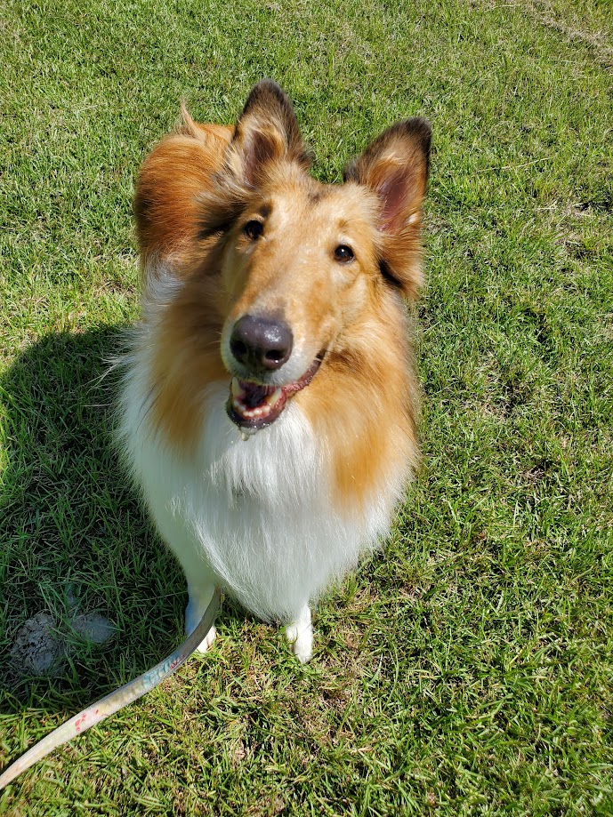 Lassie, a dog helped by Common Language Dog Training